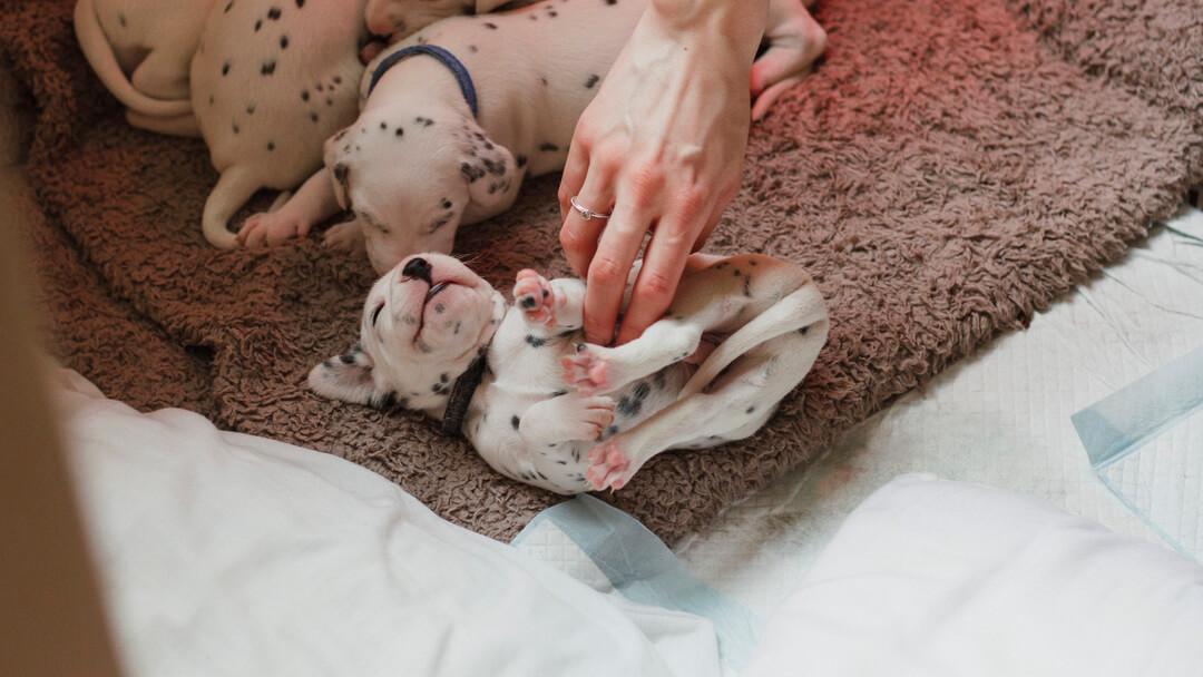 Panduan Membeli Anak Anjing: Menemukan Breeder Yang Tepat | Purina